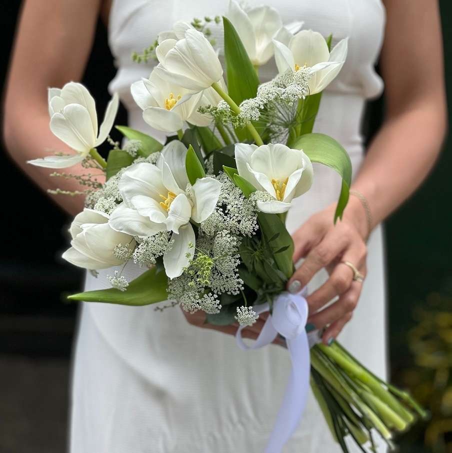 Hoa Tulip đơn sắc